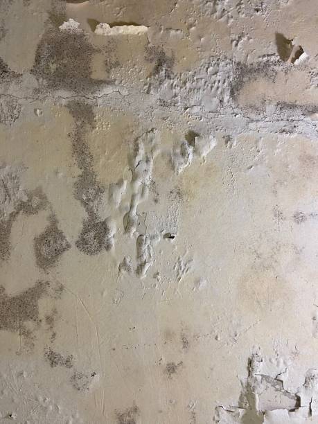 Best Attic Mold Removal  in Lutcher, LA