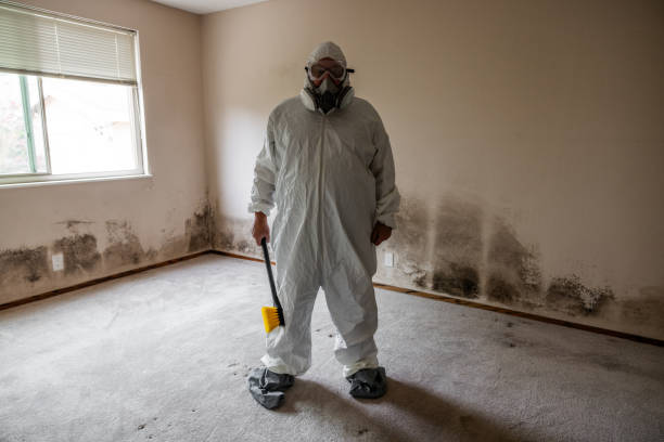 Mold Removal and Inspection in Lutcher, LA